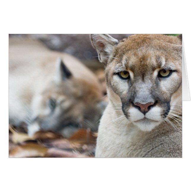 Florida Panther (Anverso (Horizontal))