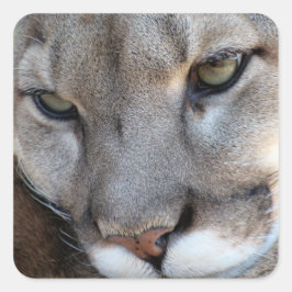 Florida Panther Pegatina (4071)