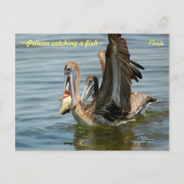 Florida Pelican atrapando una postal de pescado