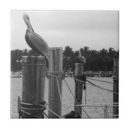 Florida, Pelican en la baldosa de Boatdock
