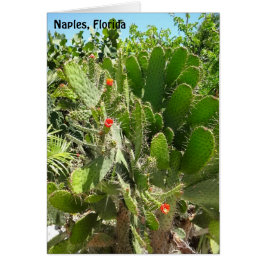 Florida Semaphore Cactus Jardín Botánico Nápoles