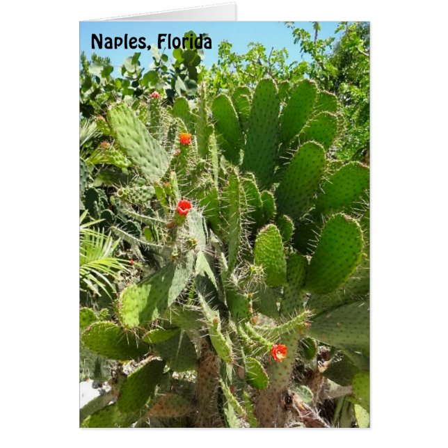 Florida Semaphore Cactus Jardín Botánico Nápoles (Frente)