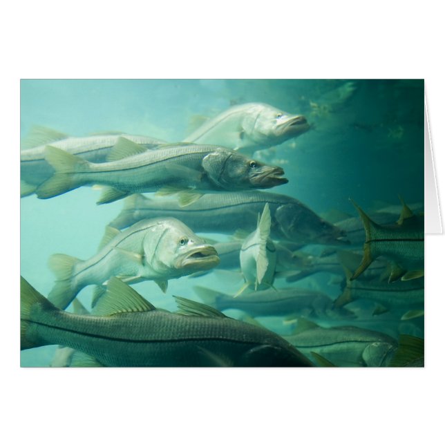 Florida Snook Card (Anverso (Horizontal))
