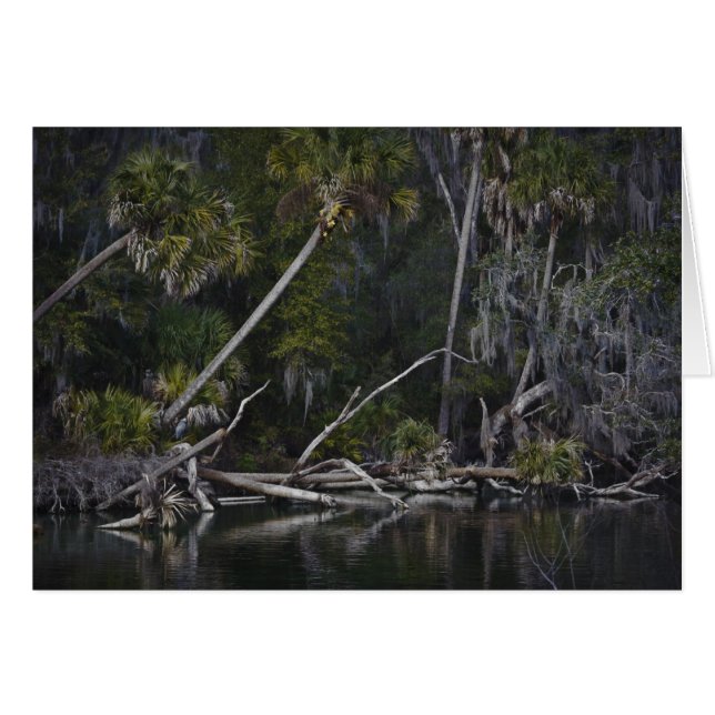 Florida tropical (Anverso (Horizontal))