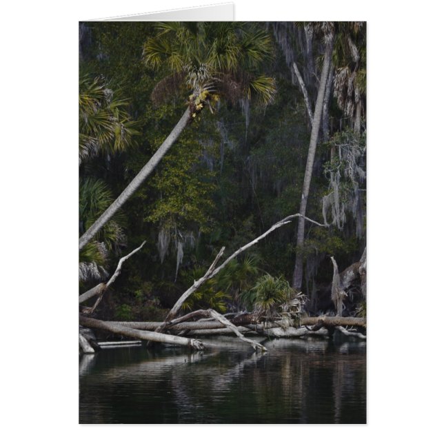 Florida tropical (Frente)