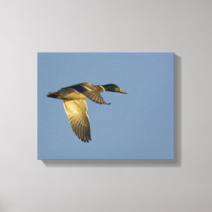Flota Mallard volando en papel de lienzo envuelto 