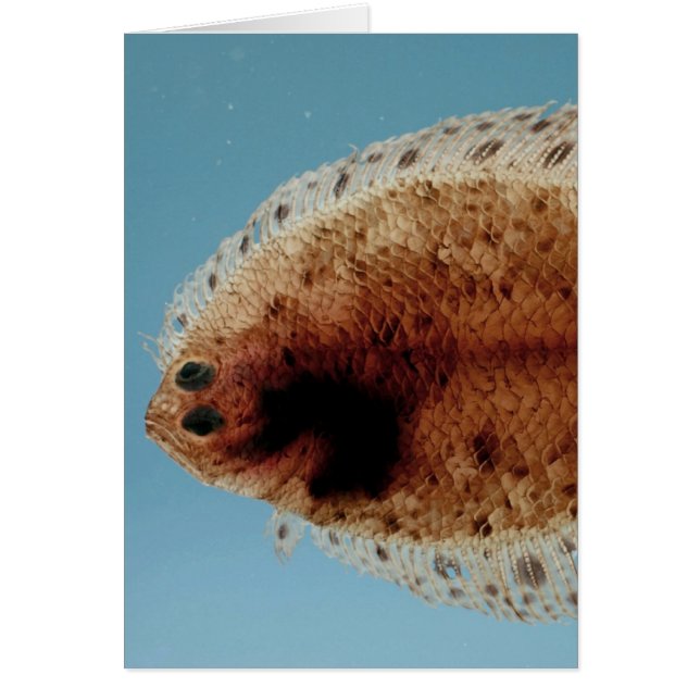 Flounder (Frente)