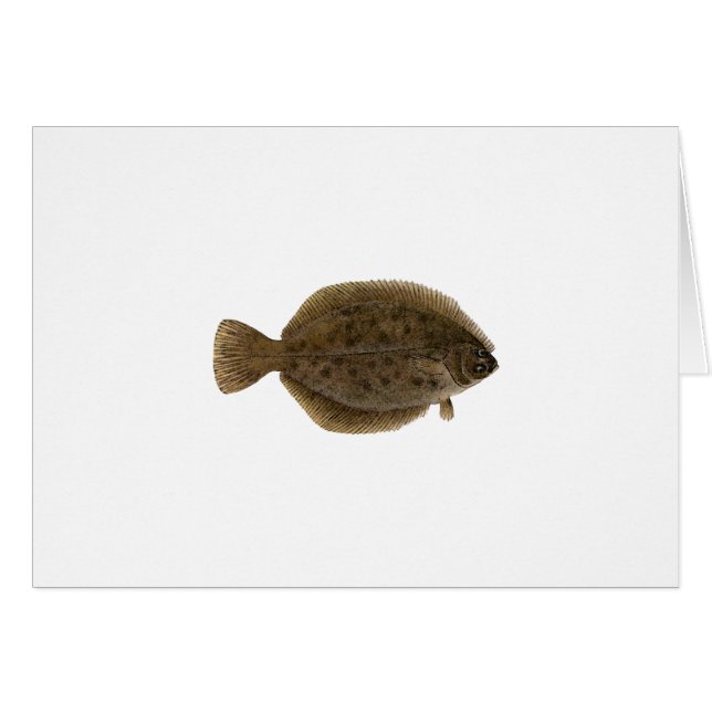 Flounder de invierno - Blackback (Anverso (Horizontal))