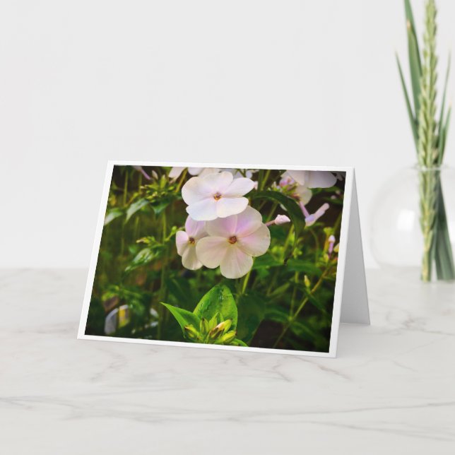 Flox, tarjeta (Anverso)
