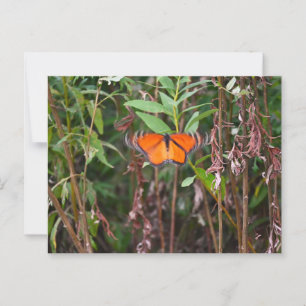Flución de mariposa en la tarjeta postal de caña