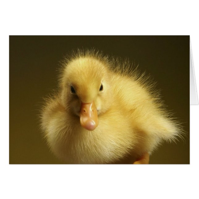 Fluffy Duckling (Anverso (Horizontal))