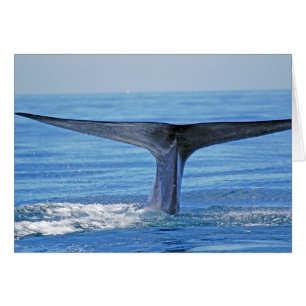 Fluido de ballena azul