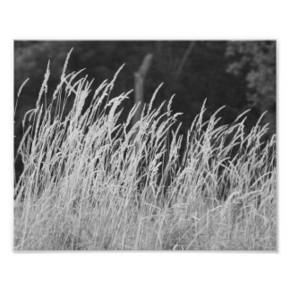 Flujo de Whispy 10 x 8 Impresión fotográfica
