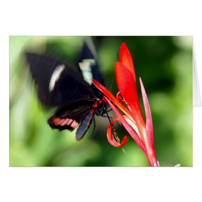 Flutterby Butterfly (Anverso (Horizontal))