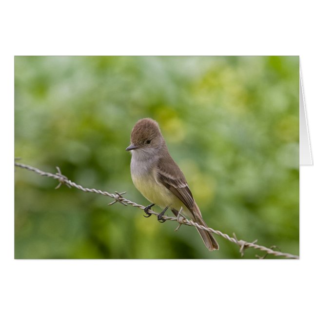 Flycatcher (Anverso (Horizontal))