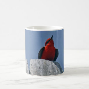 Flycatcher bermellón contra la taza de café del