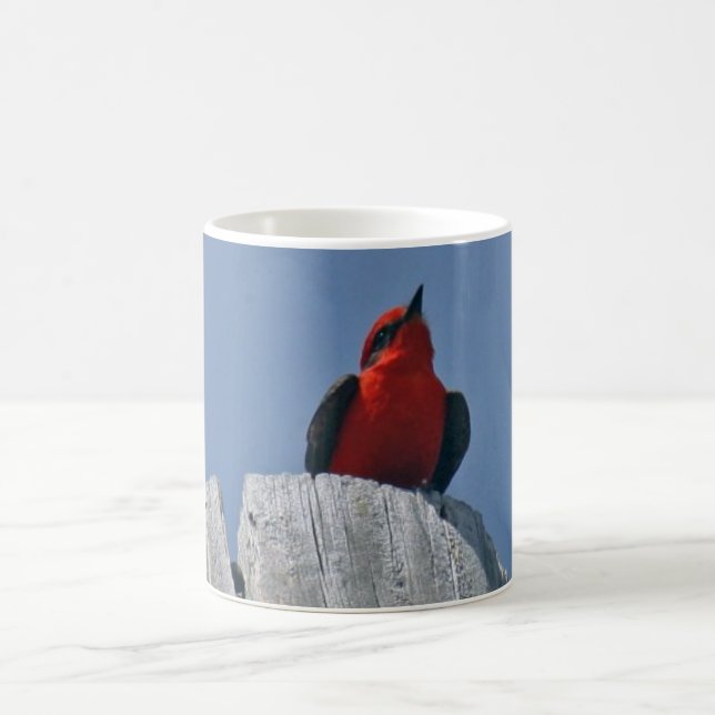 Flycatcher bermellón contra la taza de café del (Centro)