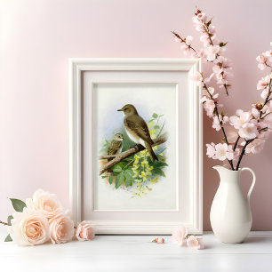 Flycatchers, Ilustracion de arte