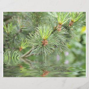 Flyer agujas de pino sobre el agua