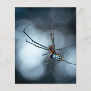 Flyer Amantes araña Araña de belleza con páginas web