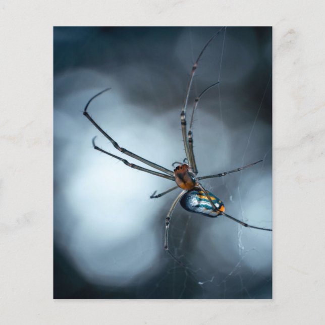 Flyer Amantes araña| Araña de belleza con páginas web (Frente)