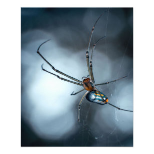 Flyer Amantes araña  Araña de belleza con páginas web
