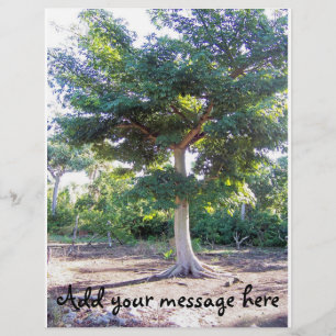 Flyer Árbol de viajero de sabiduría