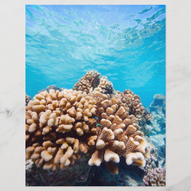 Flyer Arrecife de coral (Frente)