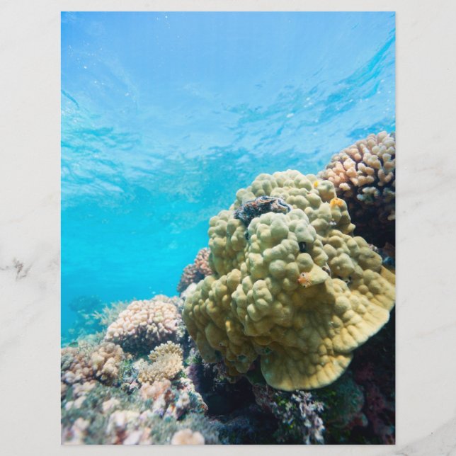 Flyer Arrecife de coral (Frente)