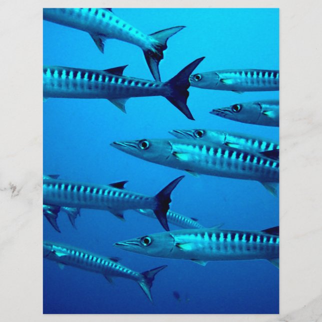 Flyer barracuda buceo profundo mar océano agua tropical  (Frente)