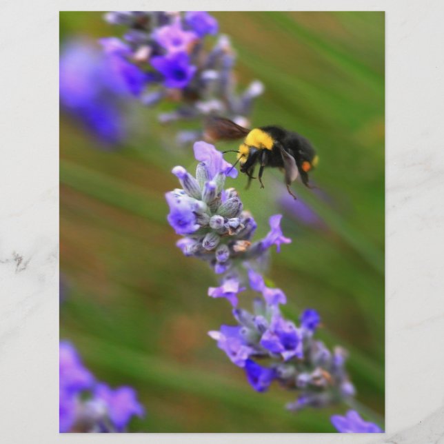 Flyer Bee in Lavender (Frente)
