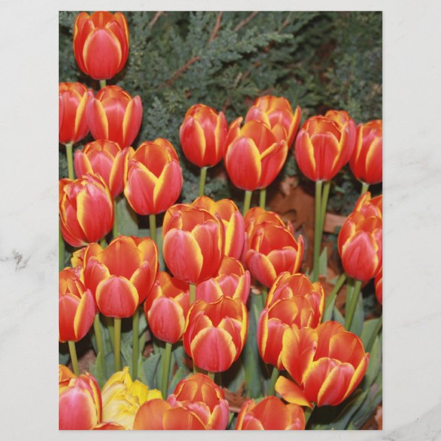 Flyer ¡Bloomin' Tulips! (Frente)