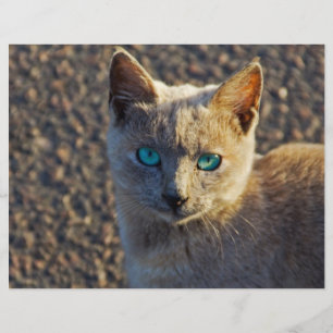 Flyer Blue Eyed Cat