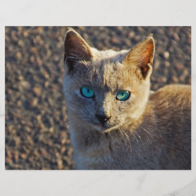 Flyer Blue Eyed Cat (Frente)