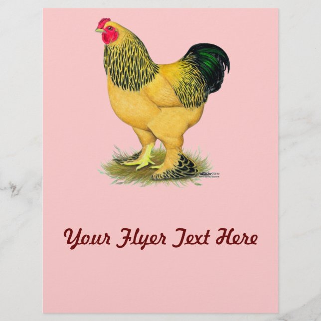 Flyer Brahma: Rooster de Buff (Frente)