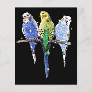 Flyer Budgie Budgerigar Purpurina