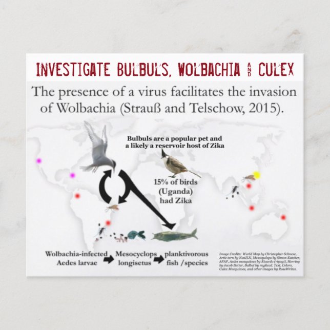 Flyer Bulbuls, Wolbachia & Culex (de dos lados) por Rose (Frente)