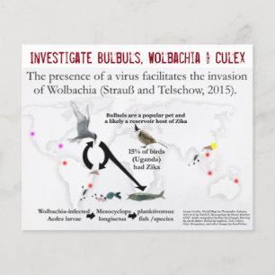 Flyer Bulbuls, Wolbachia & Culex (de dos lados) por Rose