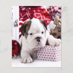 Flyer Bulldog inglés de cachorro suave   Navidades diver