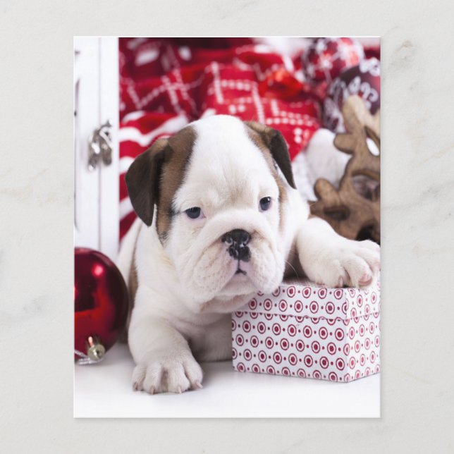Flyer Bulldog inglés de cachorro suave | Navidades diver (Frente)