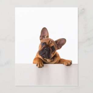 Flyer Bulldog lindo   Bulldog inglés realmente lindo