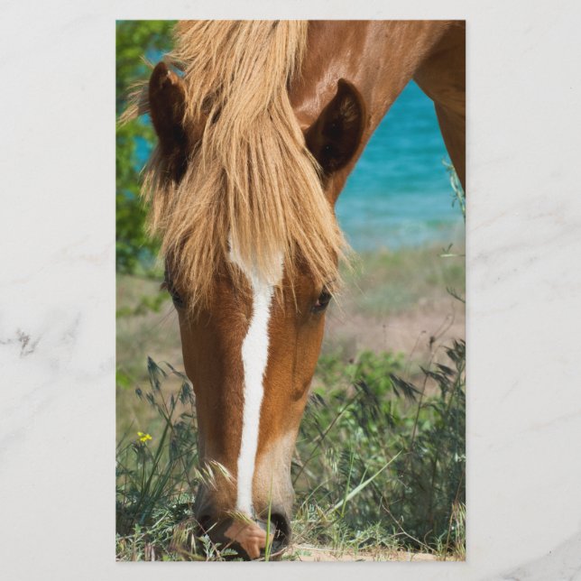 Flyer Caballo (Frente)