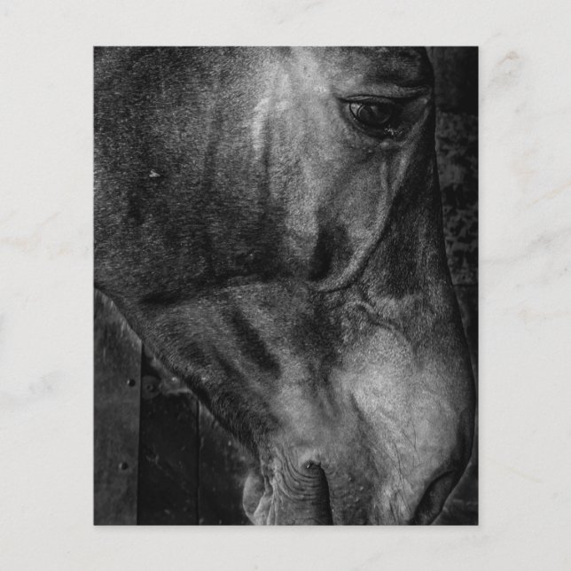 Flyer Caballo | Canvas ecuestres (Frente)