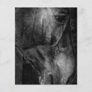 Flyer Caballo   Canvas ecuestres