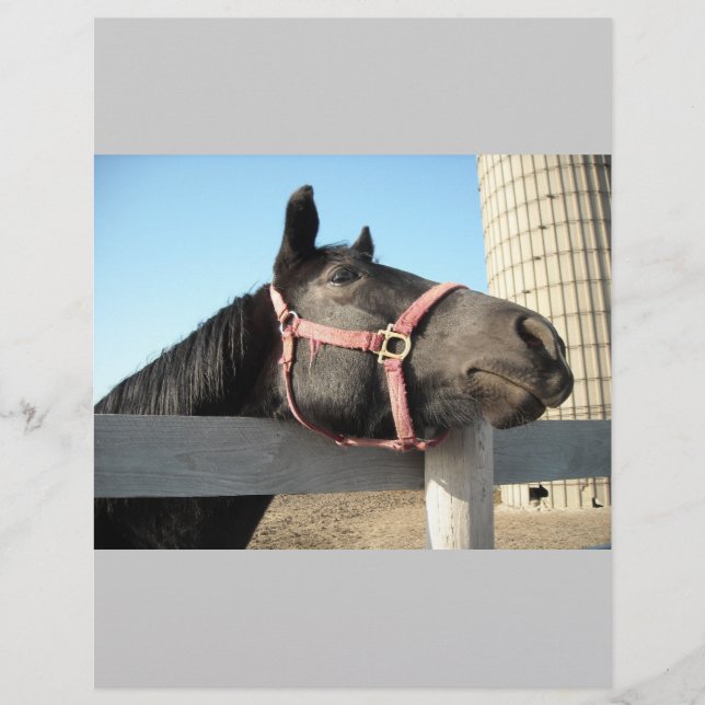 Flyer Caballo/Rancho/Granja (Frente)