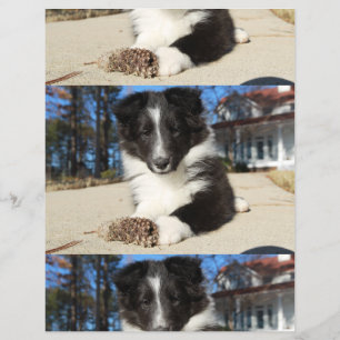 Flyer cachorro de shetland negro y blanco