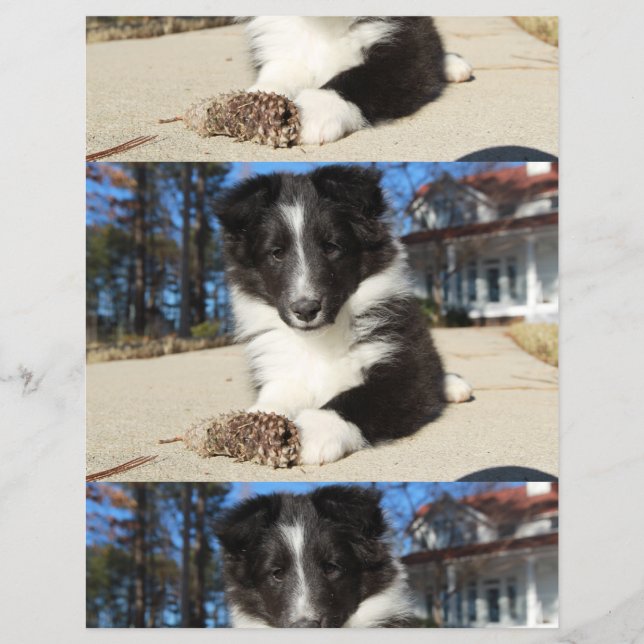 Flyer cachorro de shetland negro y blanco (Frente)