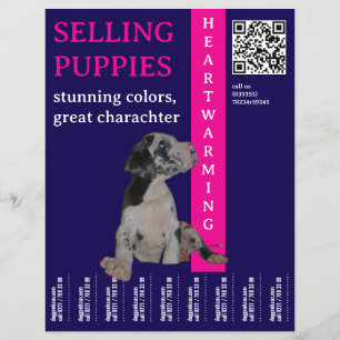 Flyer Cachorro para vender