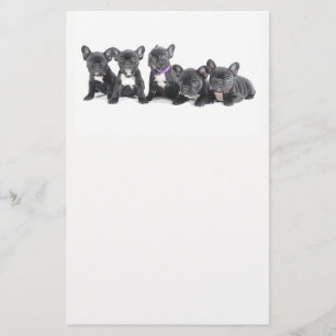 Flyer Cachorros adorables de Bulldog Francés