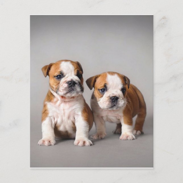Flyer Cachorros de Bulldog ingleses | Bulldog de par en  (Frente)